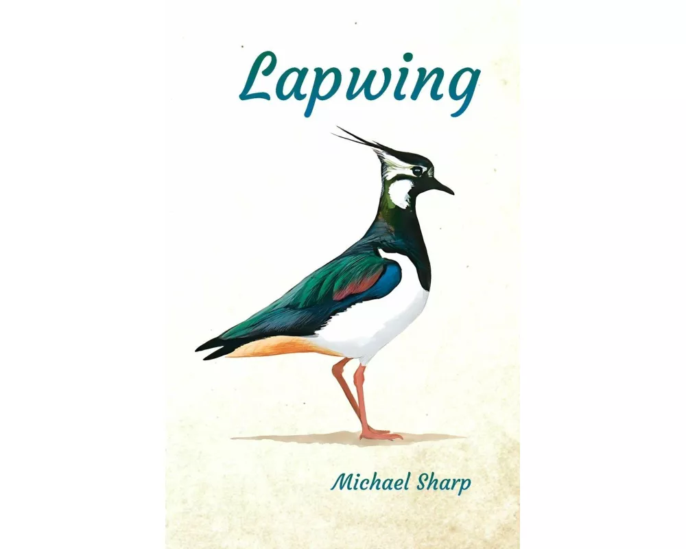 Lapwing