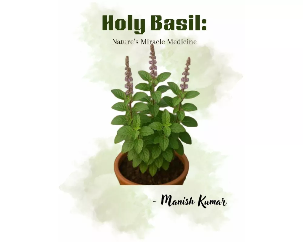 Holy Basil