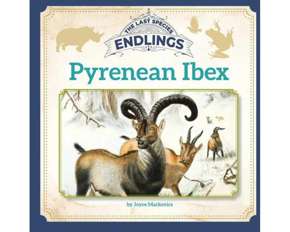 Pyrenean Ibex