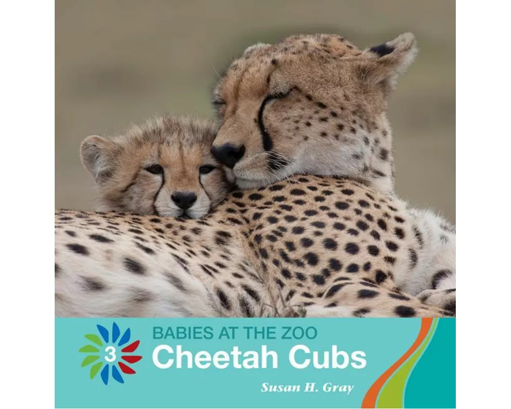 Cheetah Cubs