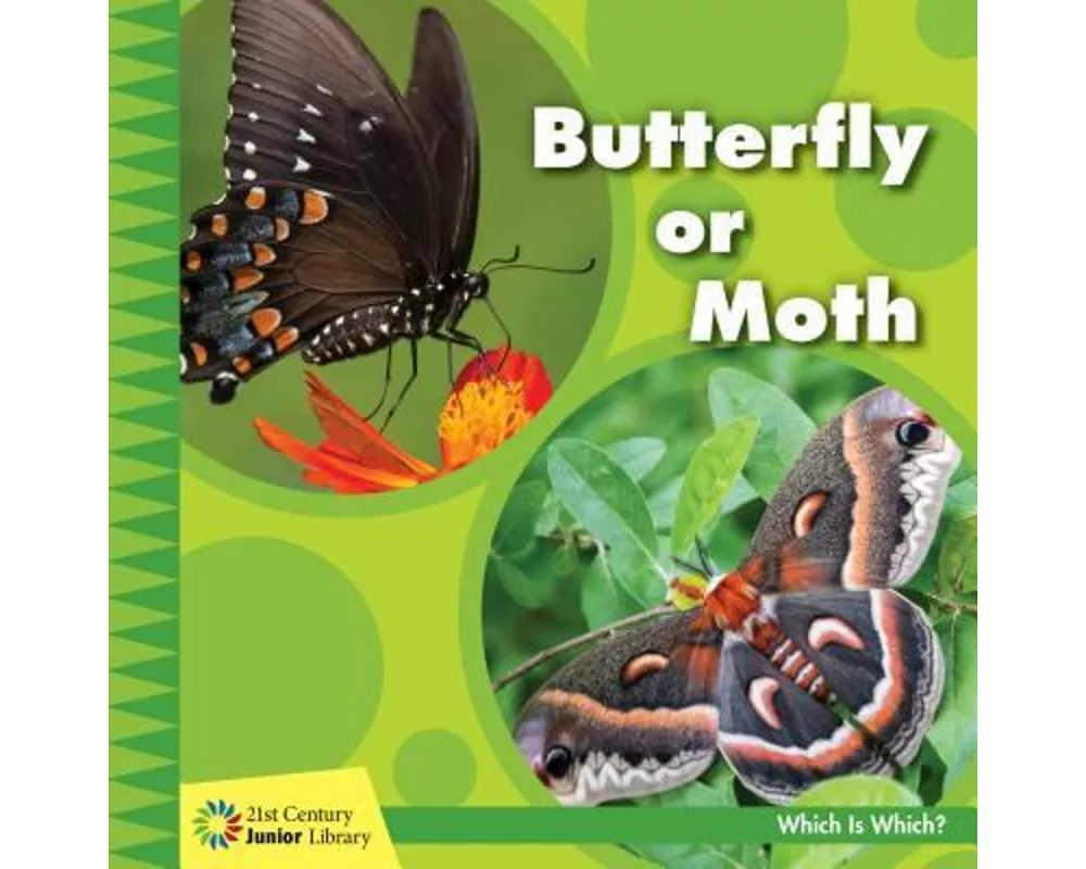 Butterfly or Moth