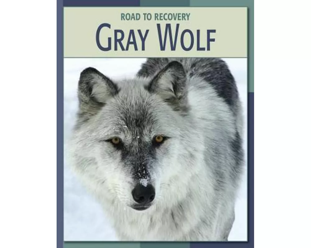 Gray Wolf