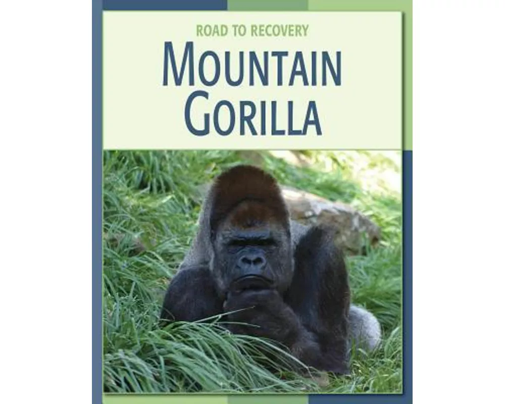 Mountain Gorilla