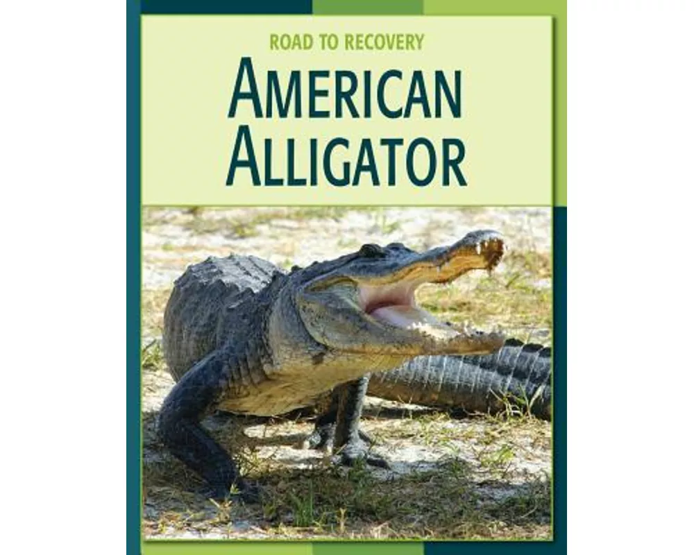 American Alligator