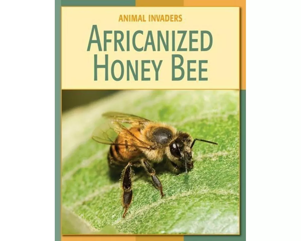 Africanized Honey Bee