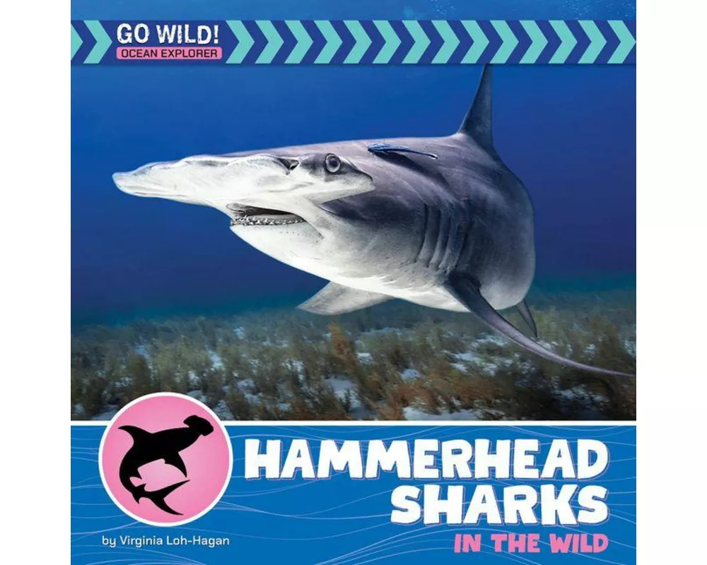 Hammerhead Sharks in the Wild
