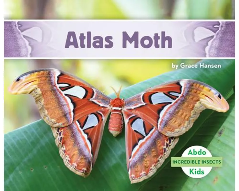 Atlas Moth