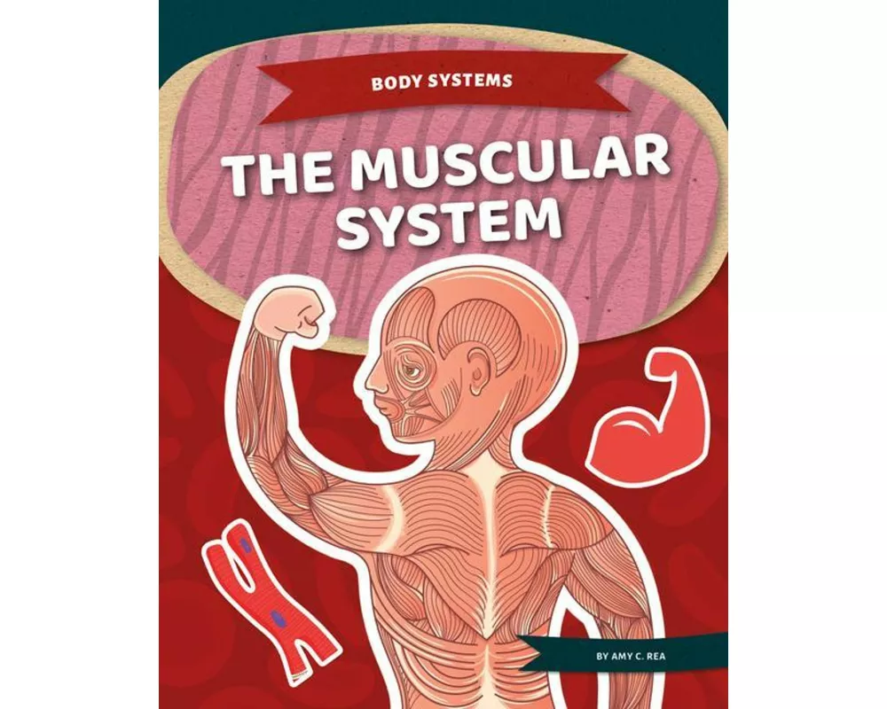 Muscular System