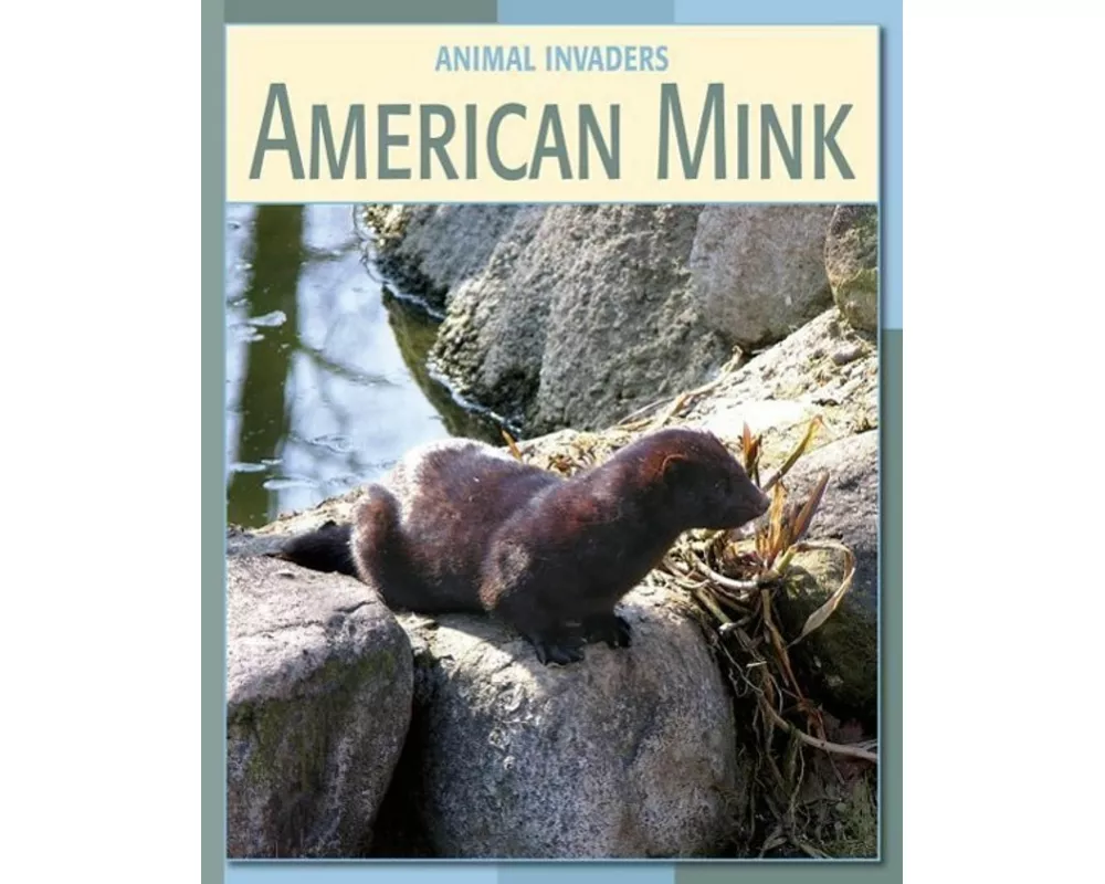 American Mink