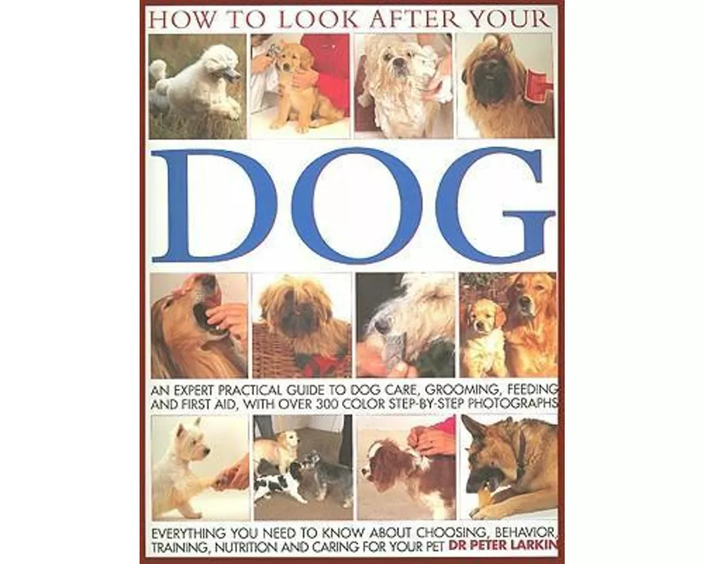 How to Look After Your Dog