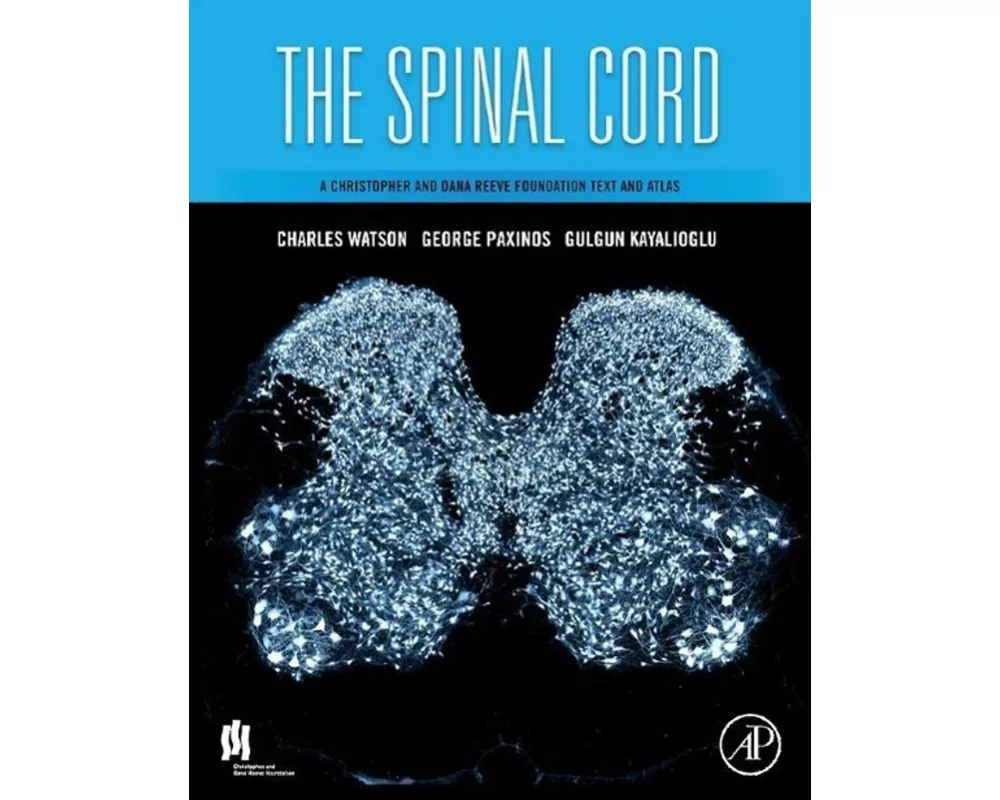 The Spinal Cord