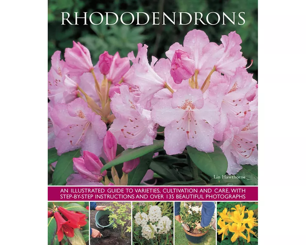 Rhododendrons