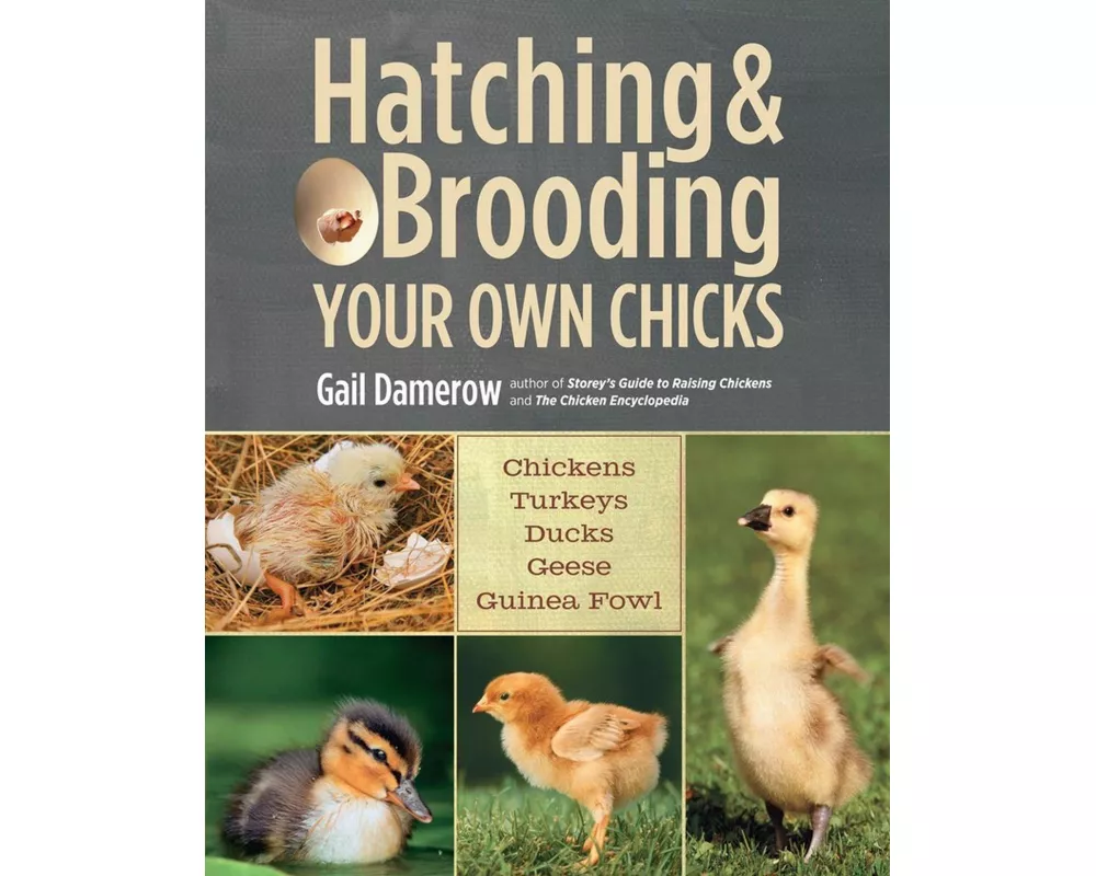 Hatching & Brooding Your Own Chicks