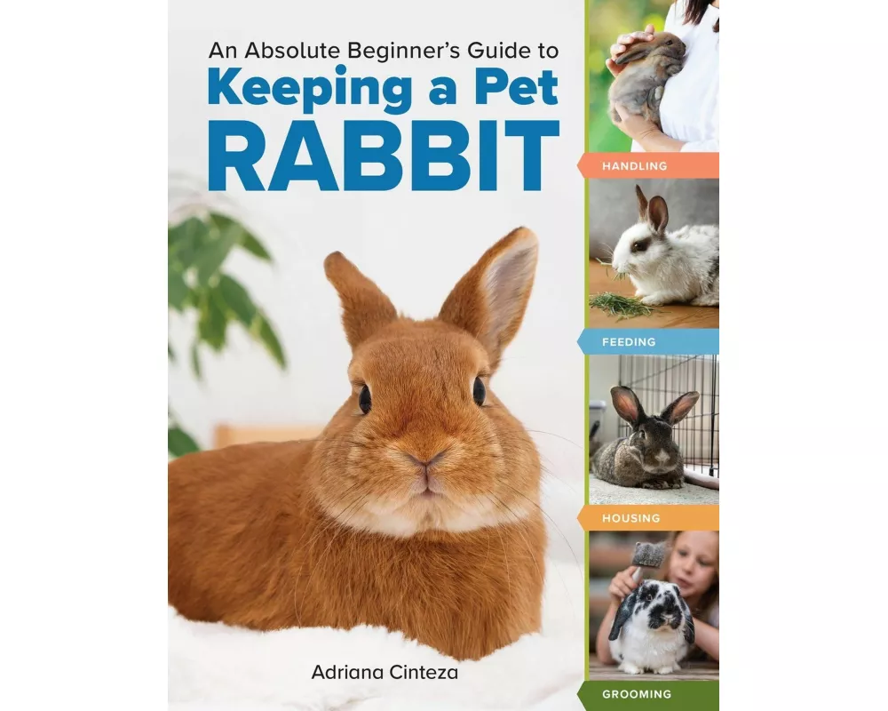 An Absolute Beginner's Guide to Keeping a Pet Rabbit