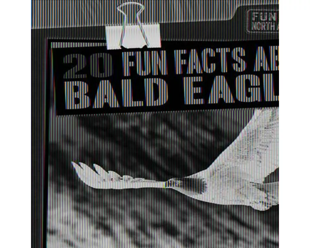20 Fun Facts about Bald Eagles