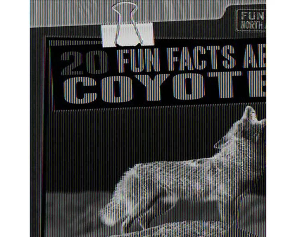 20 Fun Facts about Coyotes