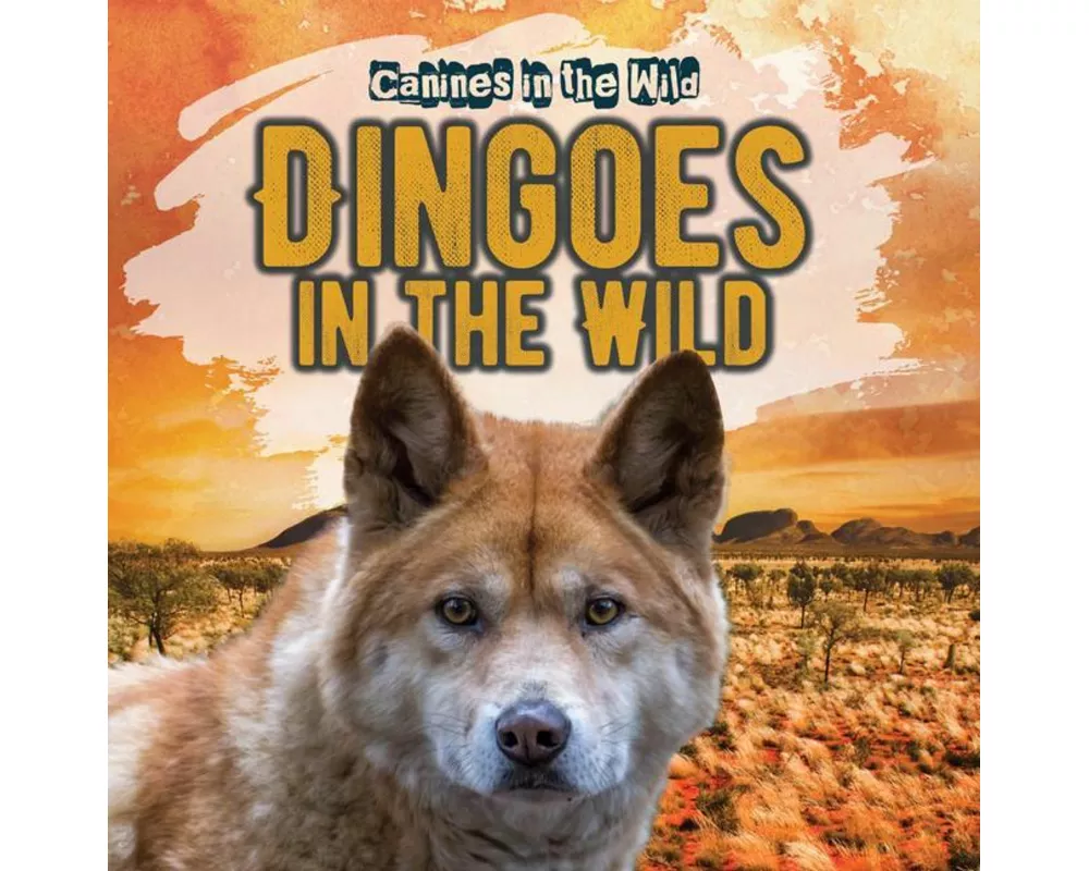 Dingoes in the Wild