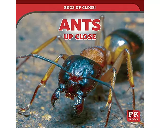 Ants Up Close