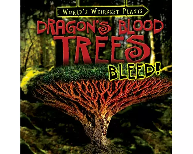 Dragon's Blood Trees Bleed!