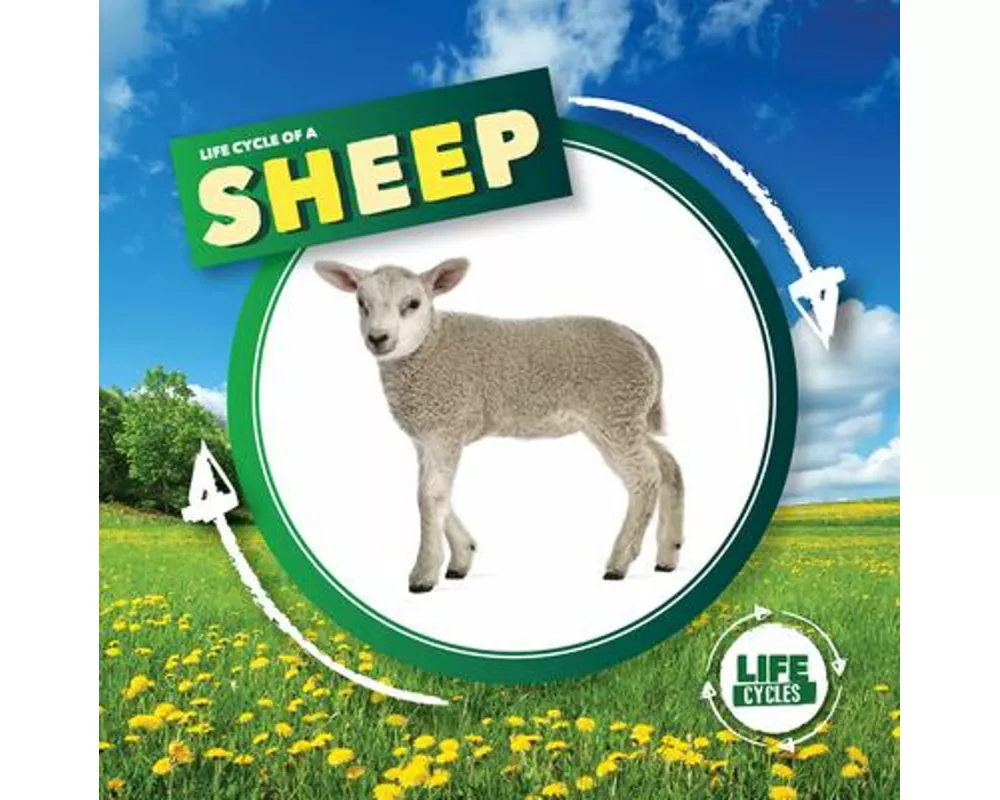 Life Cycle of a Sheep