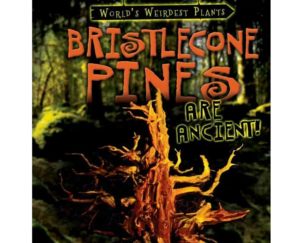 Bristlecone Pines Are Ancient!