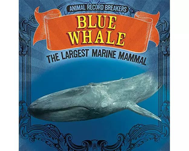 Blue Whale: The Largest Marine Mammal