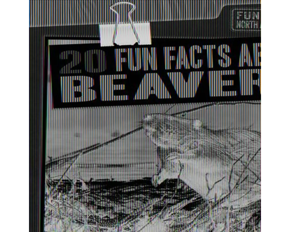 20 Fun Facts about Beavers