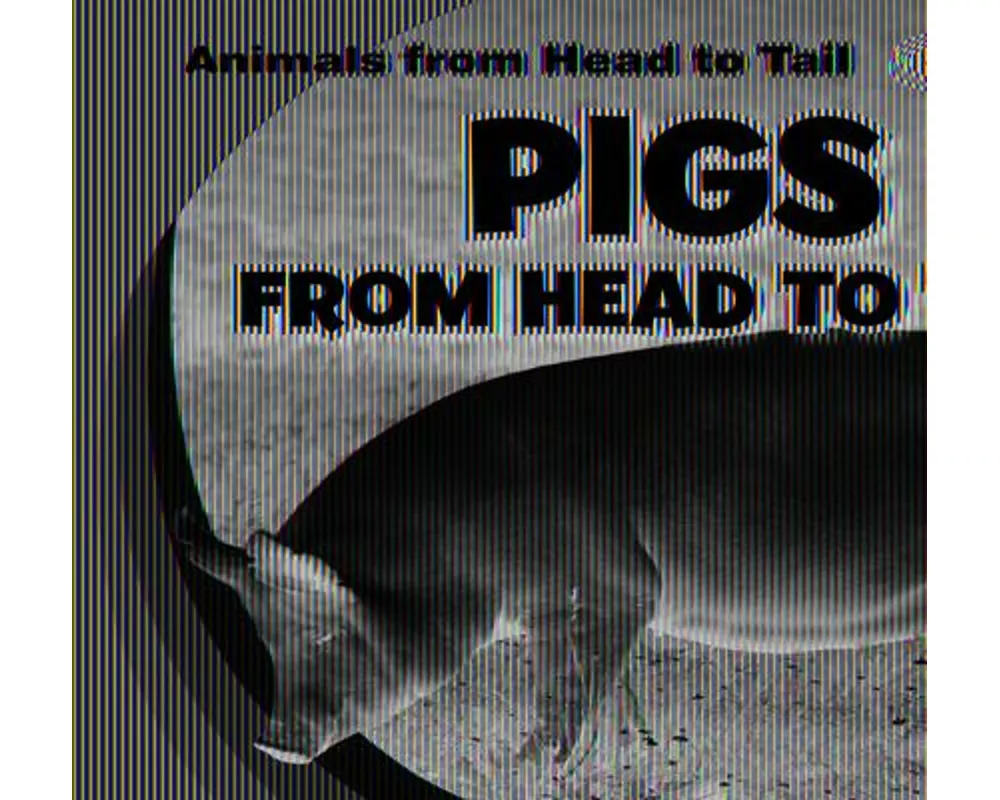 Pigs from Head to Tail