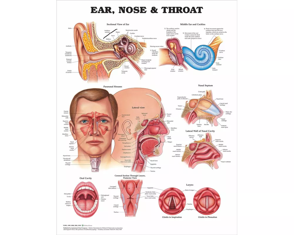 Ear, Nose and Throat Anatomical Chart