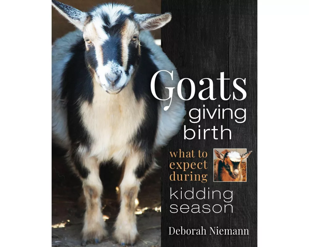 Goats Giving Birth