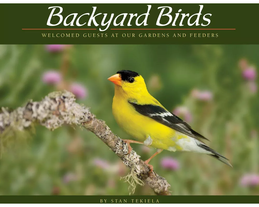 Backyard Birds