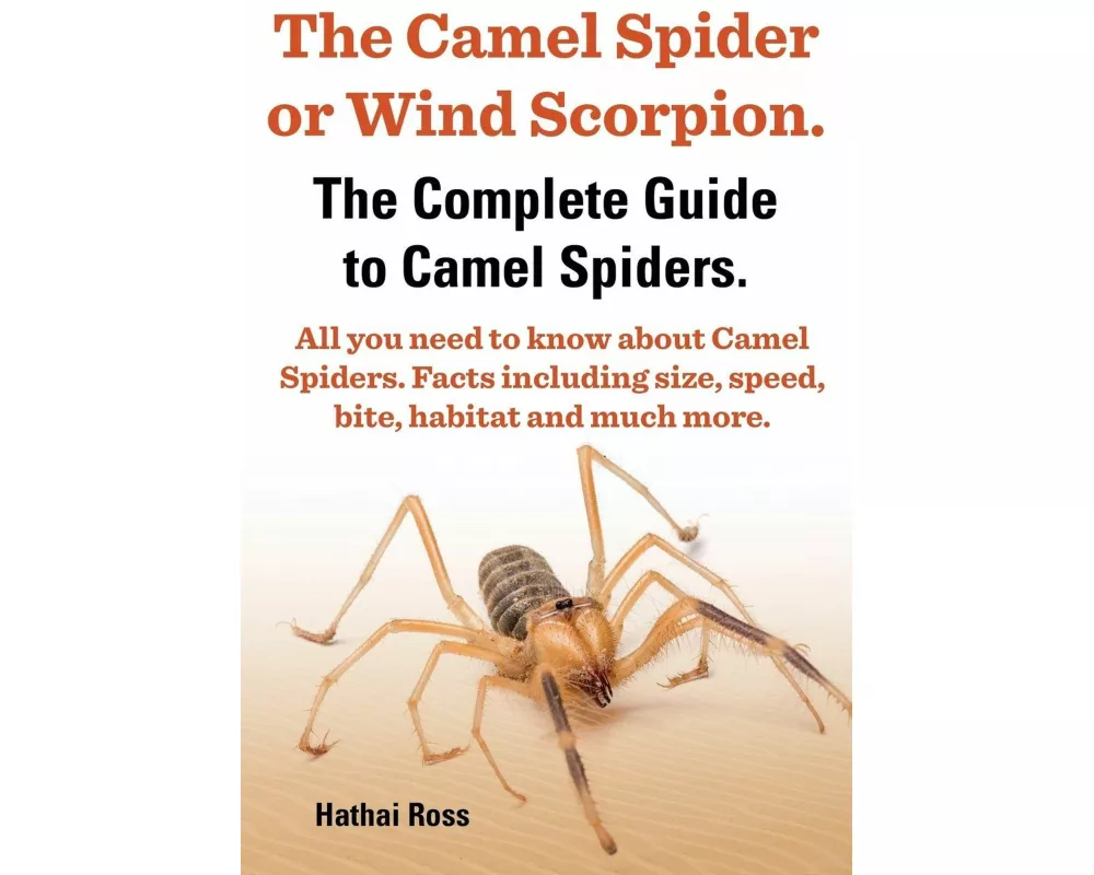 The Camel Spider or Wind Scorpion. the Complete Guide to Camel Spiders. All You Need to Know about Camel Spiders. Facts Including Size, Speed, Bite an