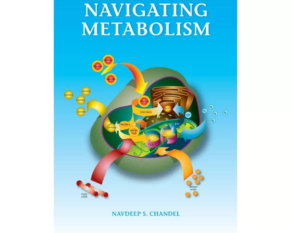 Navigating Metabolism