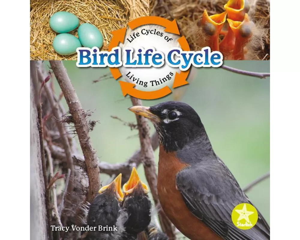 Bird Life Cycle