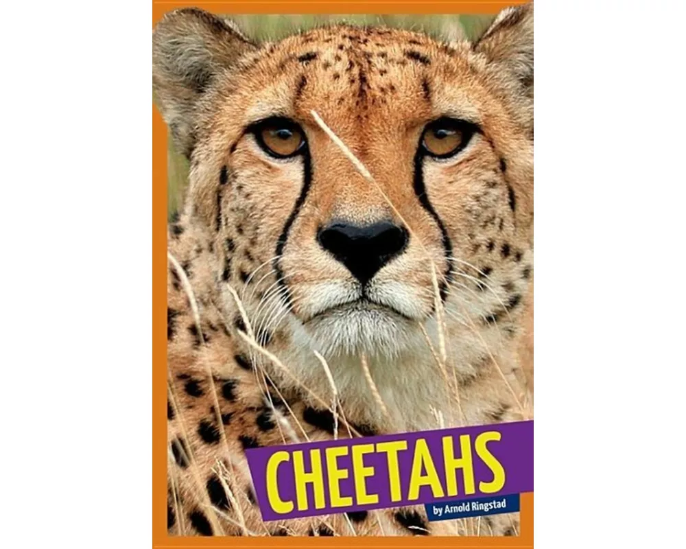 Cheetahs