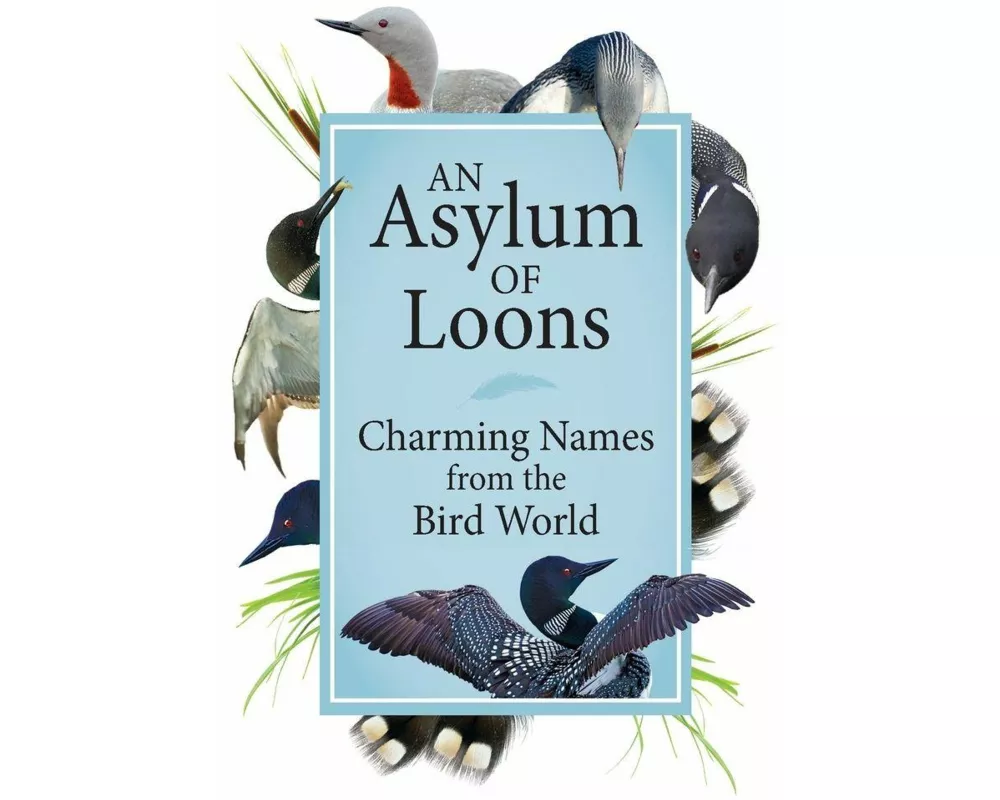 An Asylum of Loons