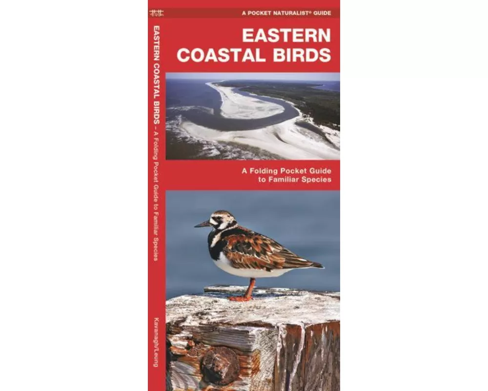 Eastern Coastal Birds