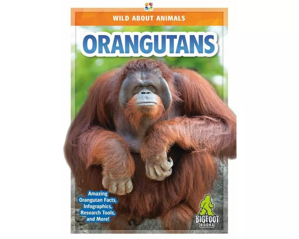 Orangutans