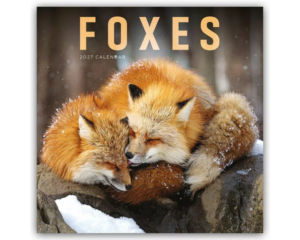 Foxes - Füchse 2027 - Wand-Kalender
