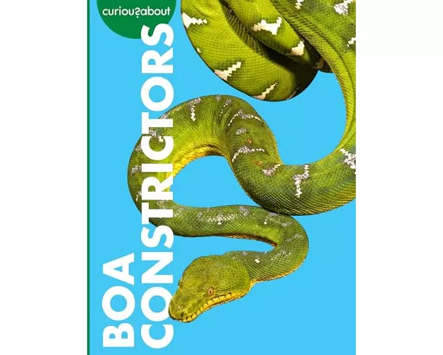 Curious about Boa Constrictors