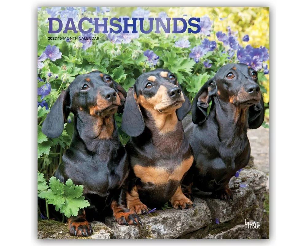 Dachshunds - Dackel 2027 - 16-Monatskalender