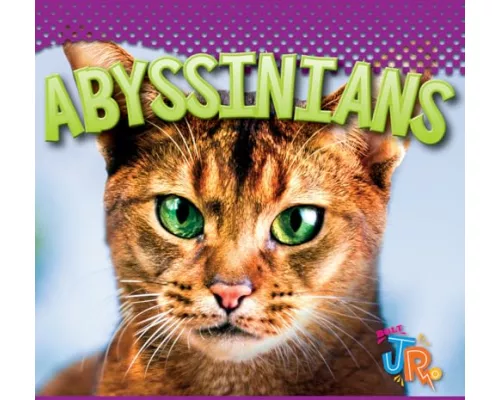 Abyssinians