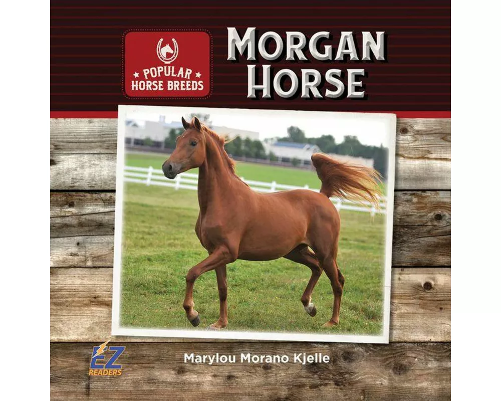 Morgan Horse