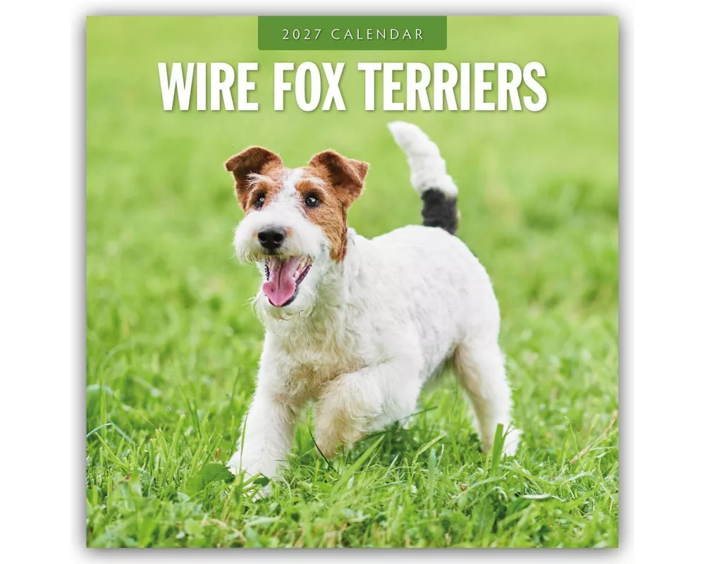 Wire Fox Terriers - Drahthaar Foxterrier 2027 - 16-Monatskalender