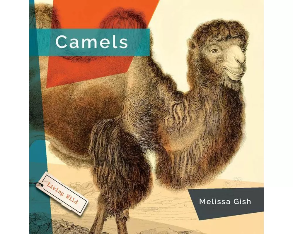 Camels