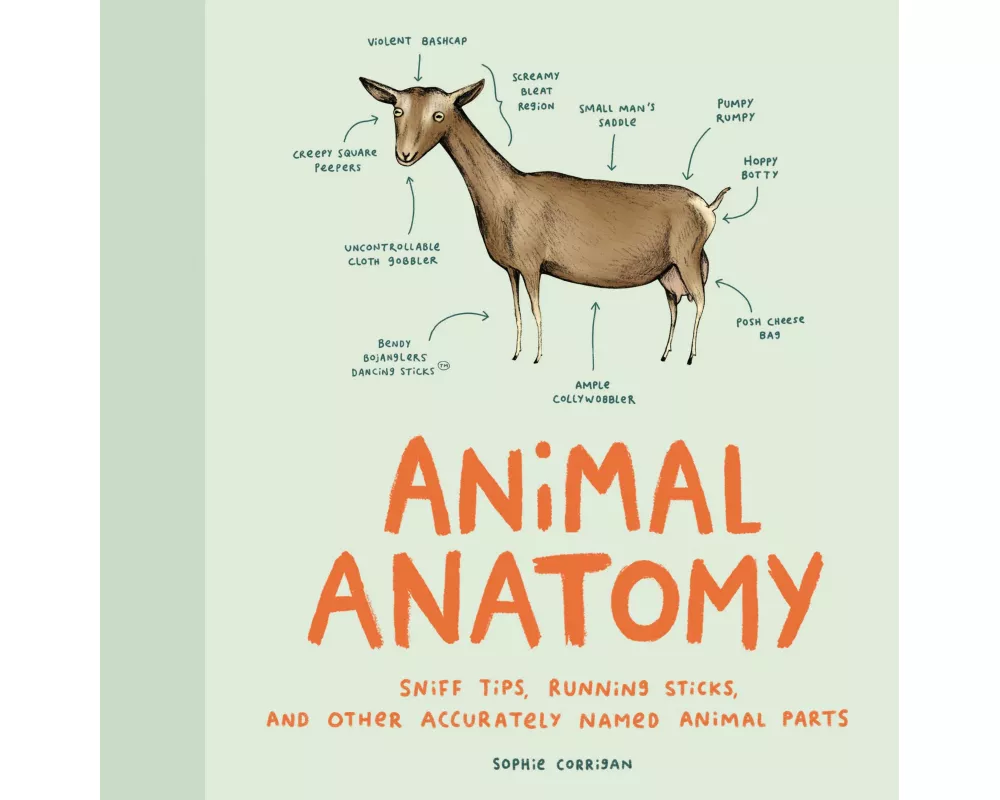 Animal Anatomy