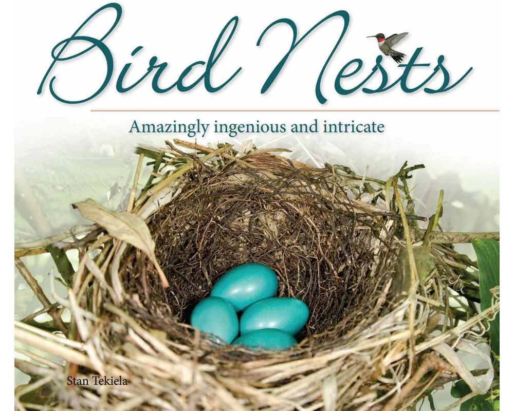 Bird Nests