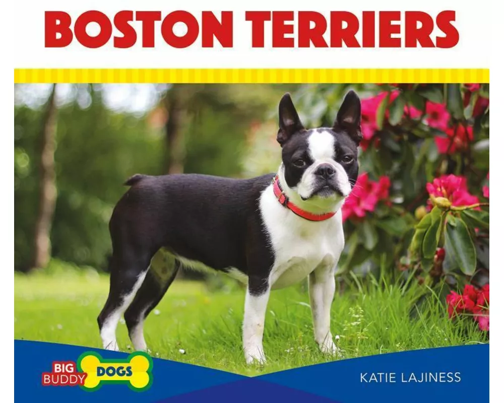 Boston Terriers