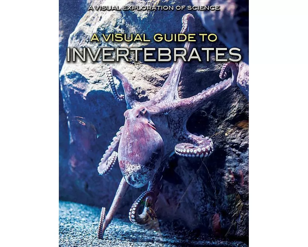 A Visual Guide to Invertebrates