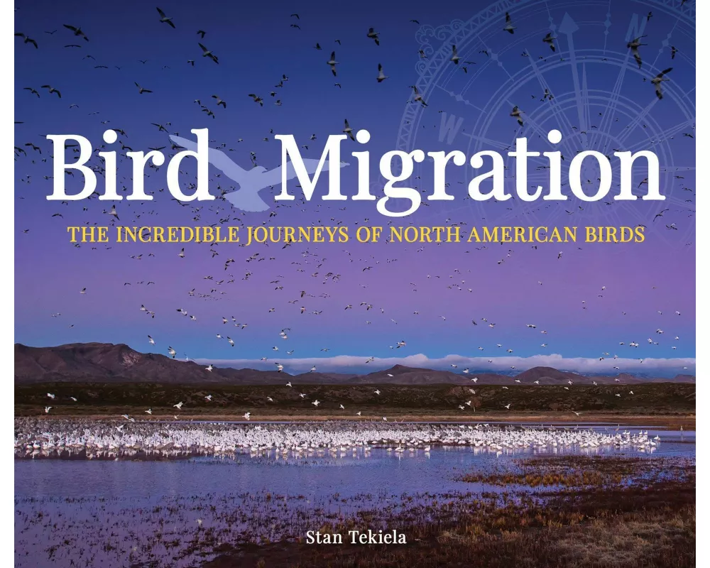 Bird Migration